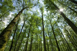 EEB GreenProcurement-trees
