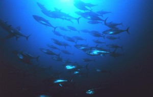 Fishery-NOAA