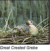 Great Crested Glebe Lough Neagh copy 2