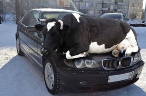 040115-Viralnova-Cow on car copy