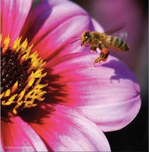 Bee pollinating copy