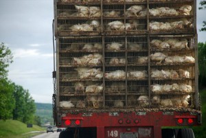#5-chickens in truck-800px-Nugget_Truck-740x496