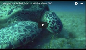 seagrasss-bbc-film